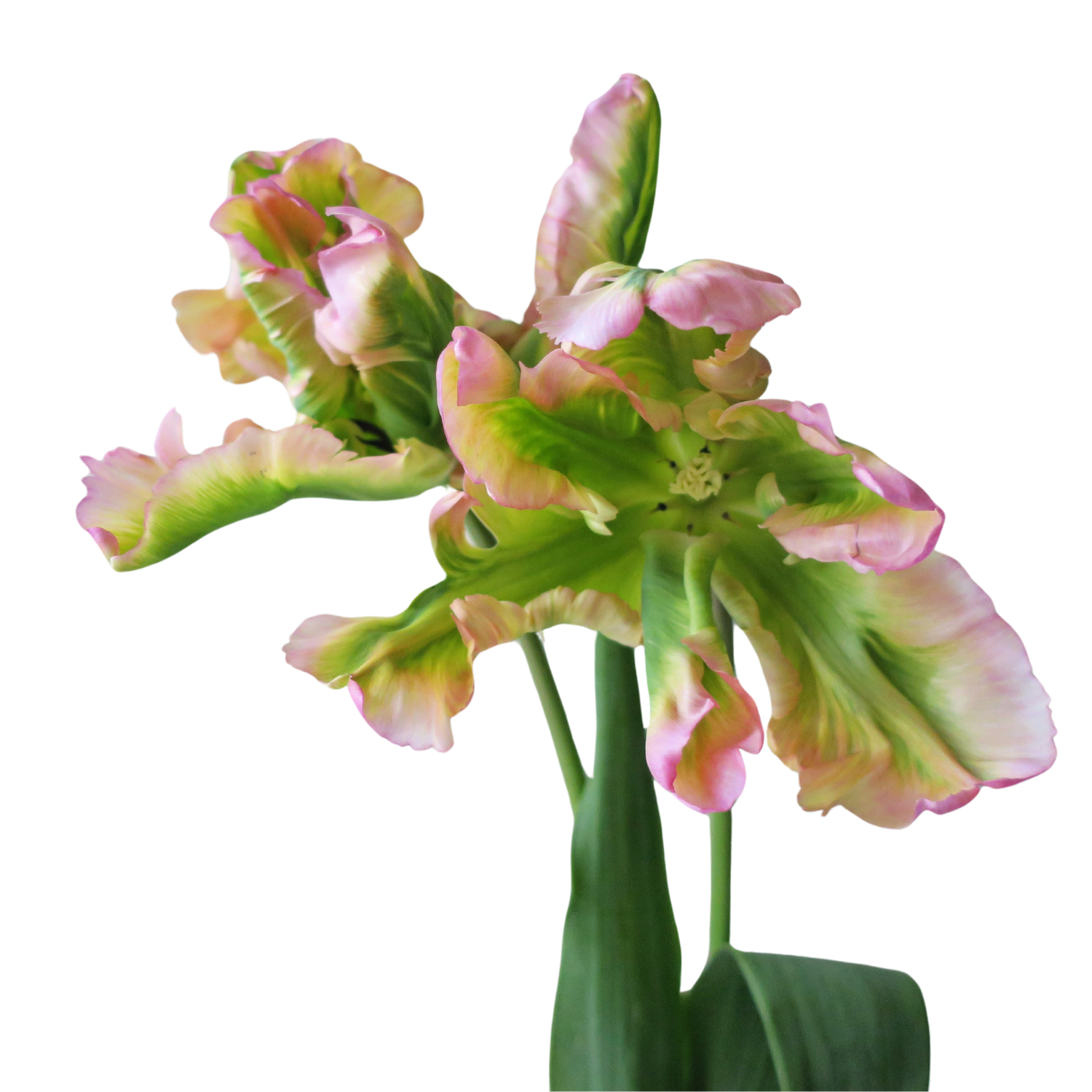 sustainable flowers, british grown tulips. green and pink flower, unusual flower