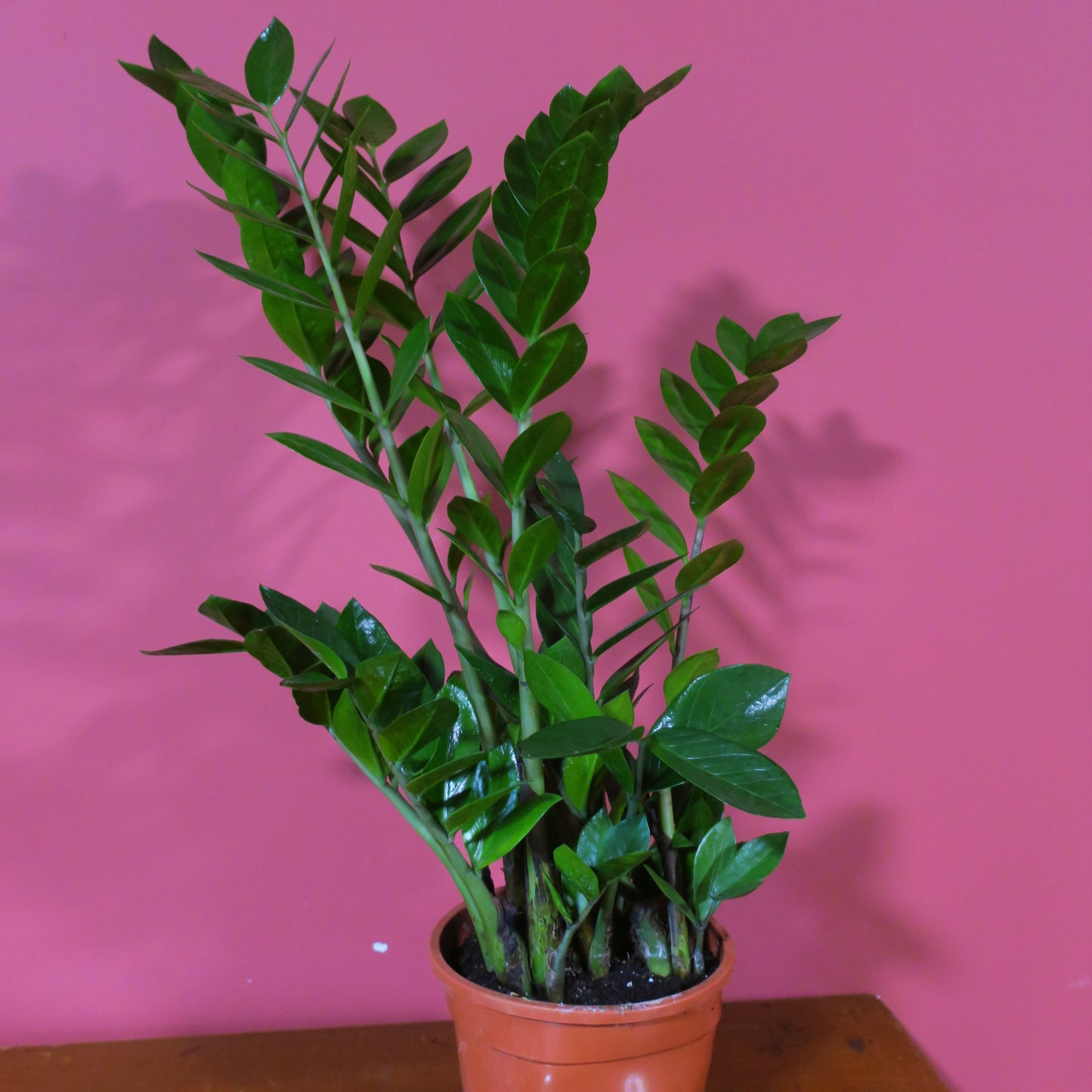 ZZ Plant 12cm Pot