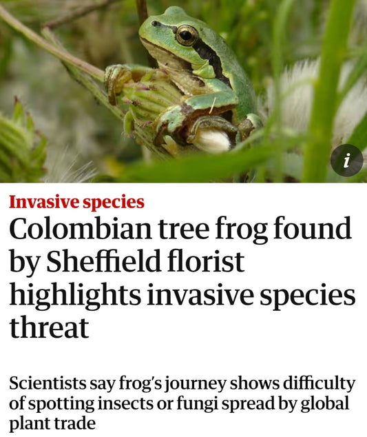 Frogs in Flowers - Should we be concerned about invasive species?