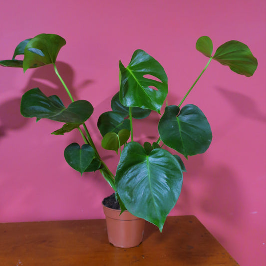 Monstera 12cm Pot