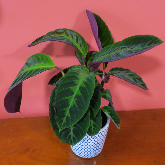 Calathea 9cm Pot