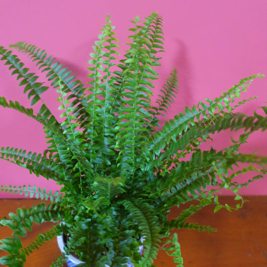 Boston Fern 9cm Pot