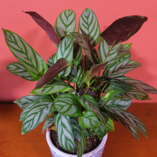 Calathea 'compactstar' 9cm Pot