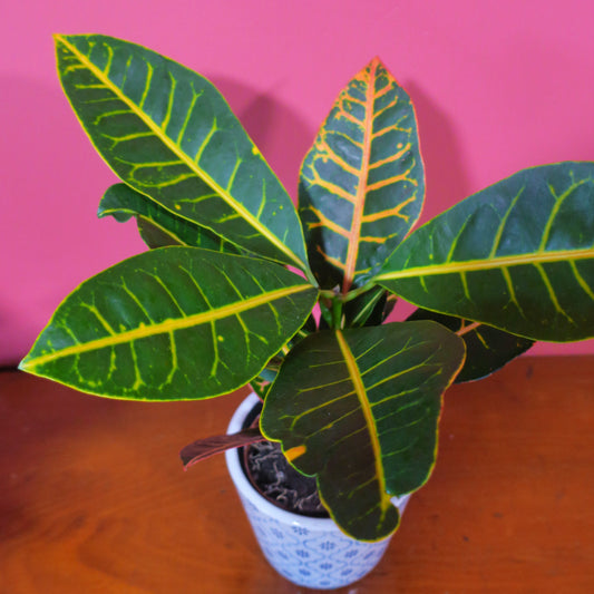 Codiaeum 9cm Pot