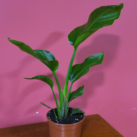 Strelitzia 12cm Pot