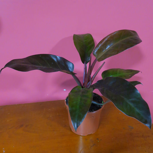 Rubber Tree (Ficus) 12cm Pot