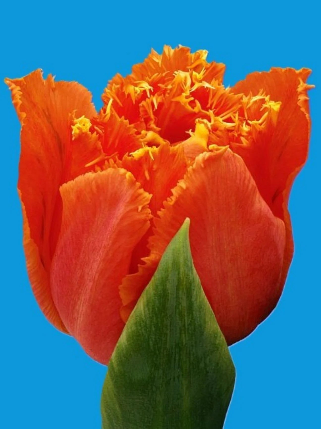 Orange Fringe Tulips - MOTHERS DAY