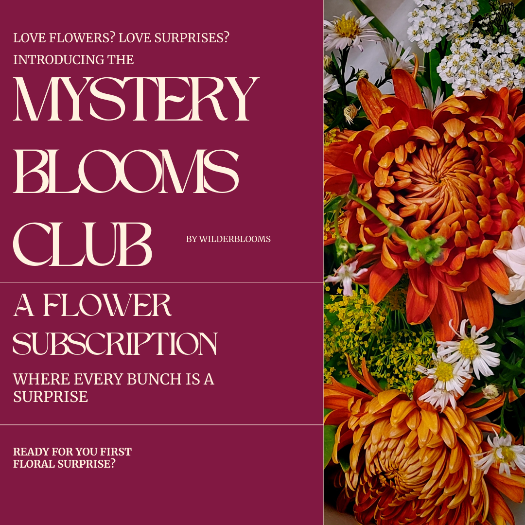 infographic about a sustainable flower subscription called the mystery blooms club