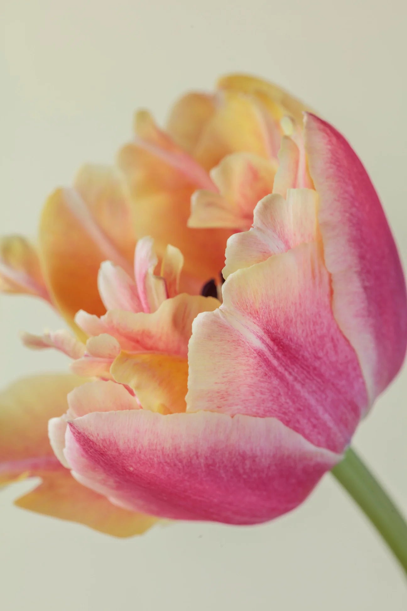 Verona Sunrise Tulips - MOTHER'S DAY PRE-ORDER
