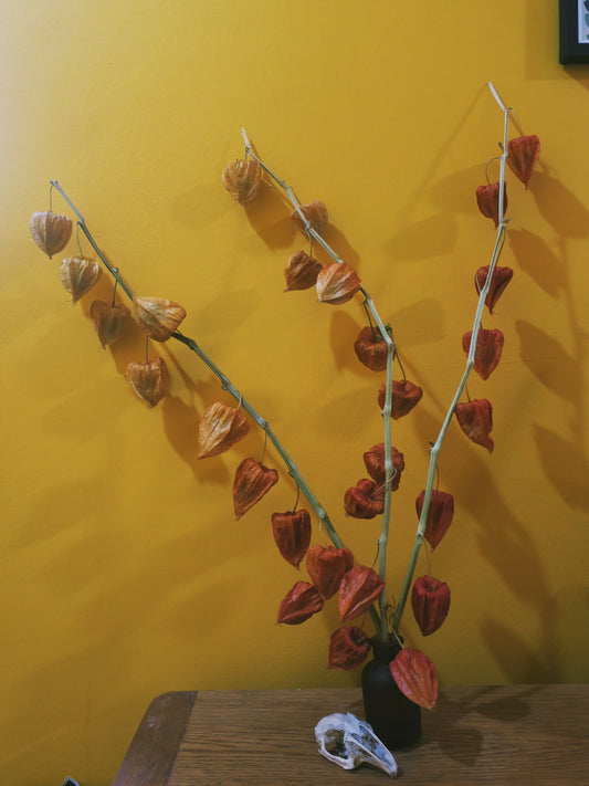 Dried Physalis (Chinese lanterns)