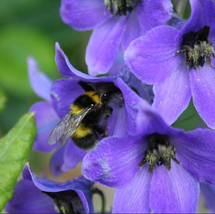 A bumble bee drinks nectar from a blue flower. The photo was taken in Ayrshire in the WilderBlooms garden