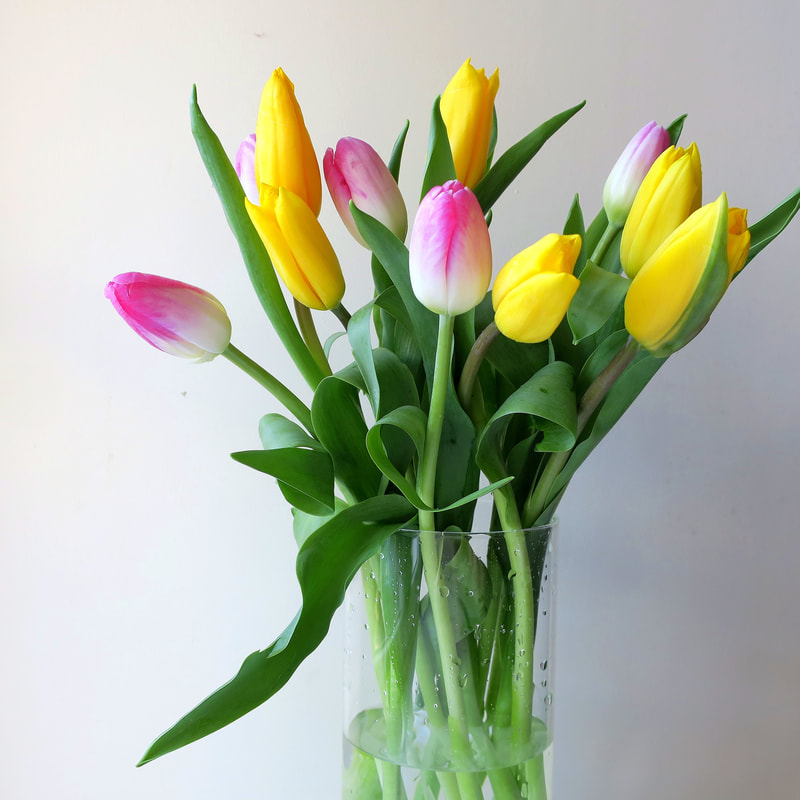 Locally grown and sustainable flowers in the form of Pink and yellow tulips displayed bright and colourful in a simple glass vase on a white background