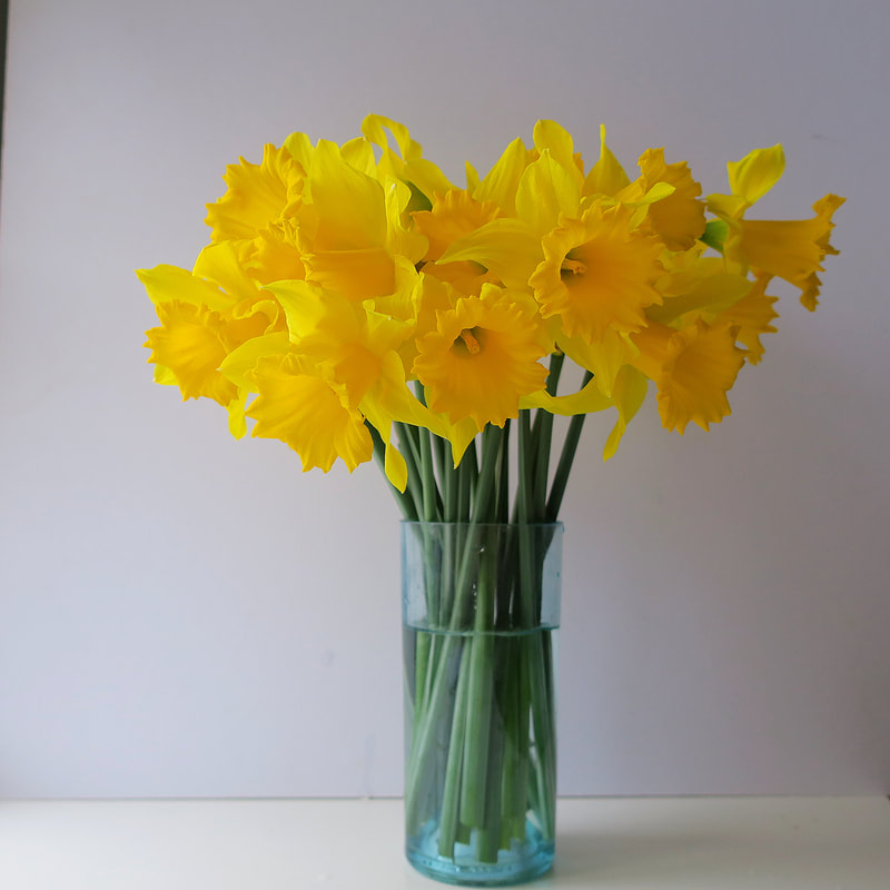 locally grown ayrshire daffodils. seasonal, sustainable flowers